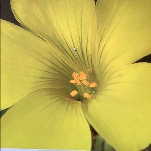 Meet your Posher, Robin